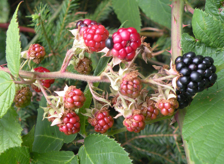 Una questione intricata e spinosa: ma che rovo �?